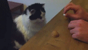 4.gif
