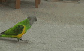 5.gif