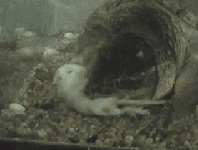 0933359ogga767i5jqo4lp.gif