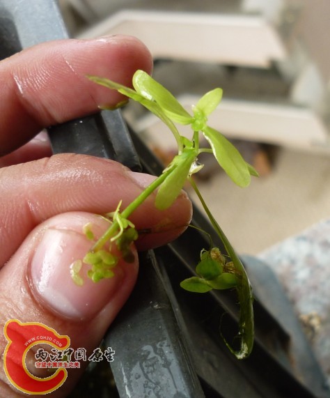 水草2.jpg