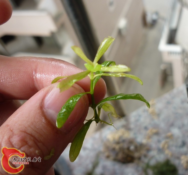 水草9.jpg