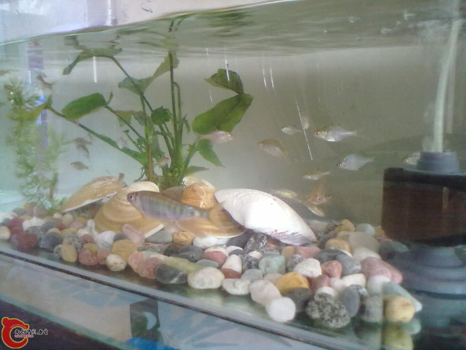 20110811161.jpg