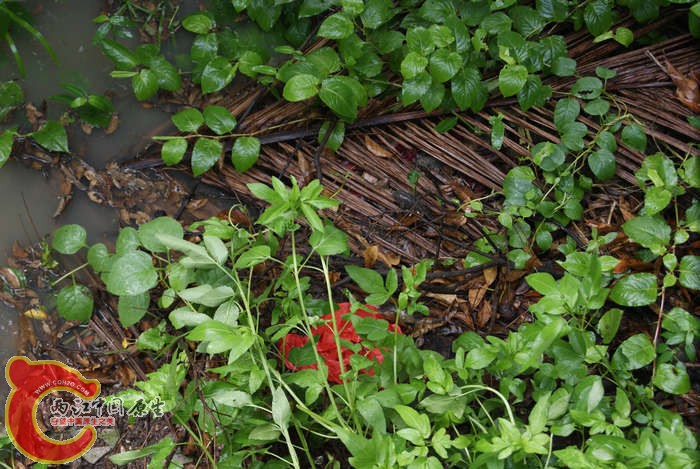 DSC04126.jpg