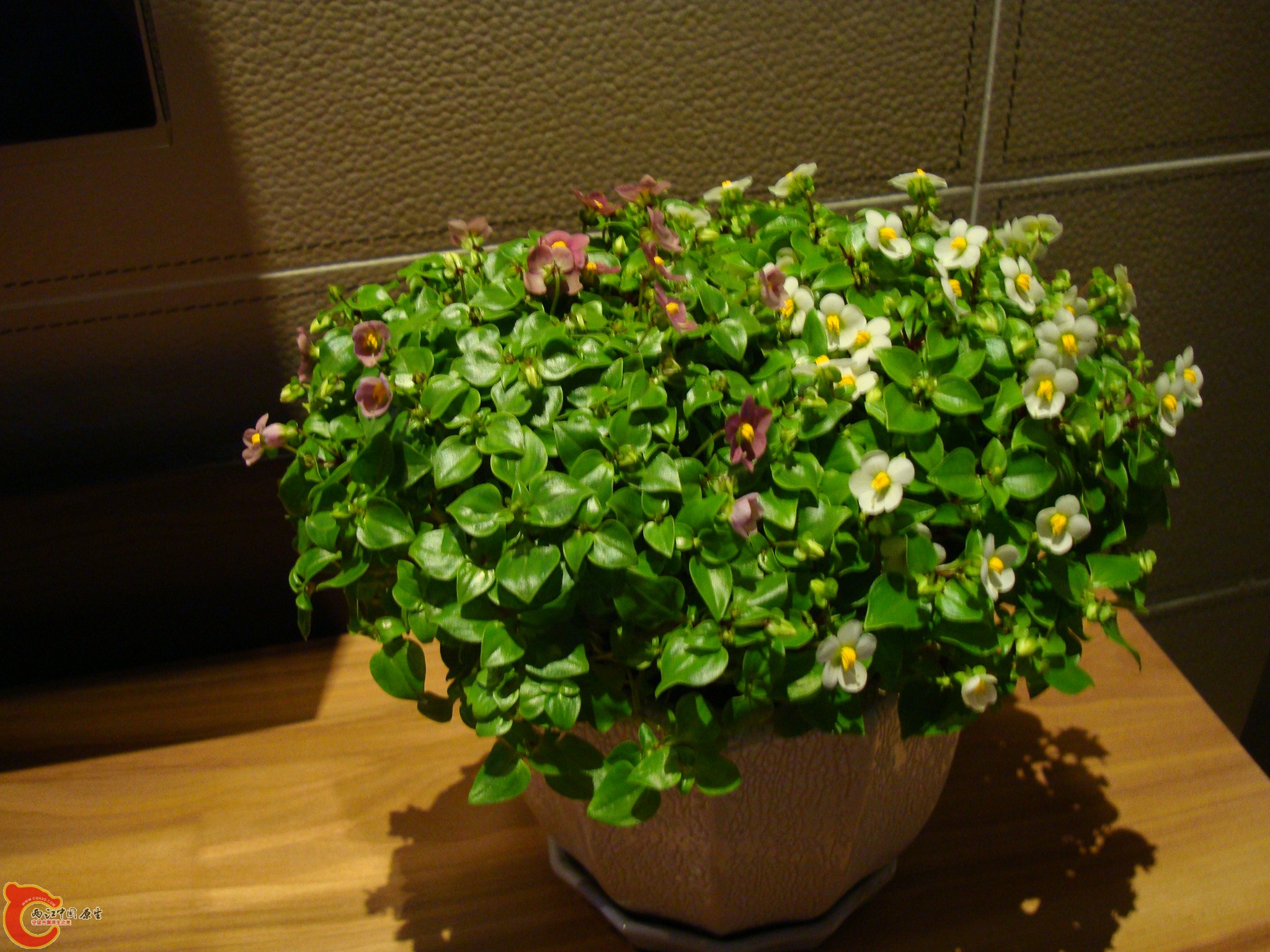 DSC05926.JPG