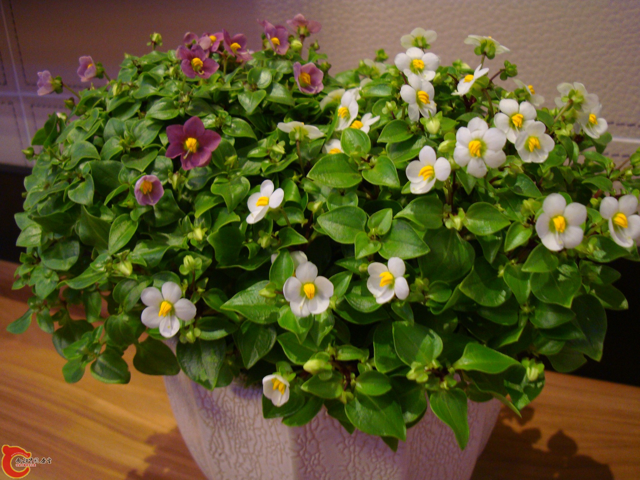 DSC05950.JPG