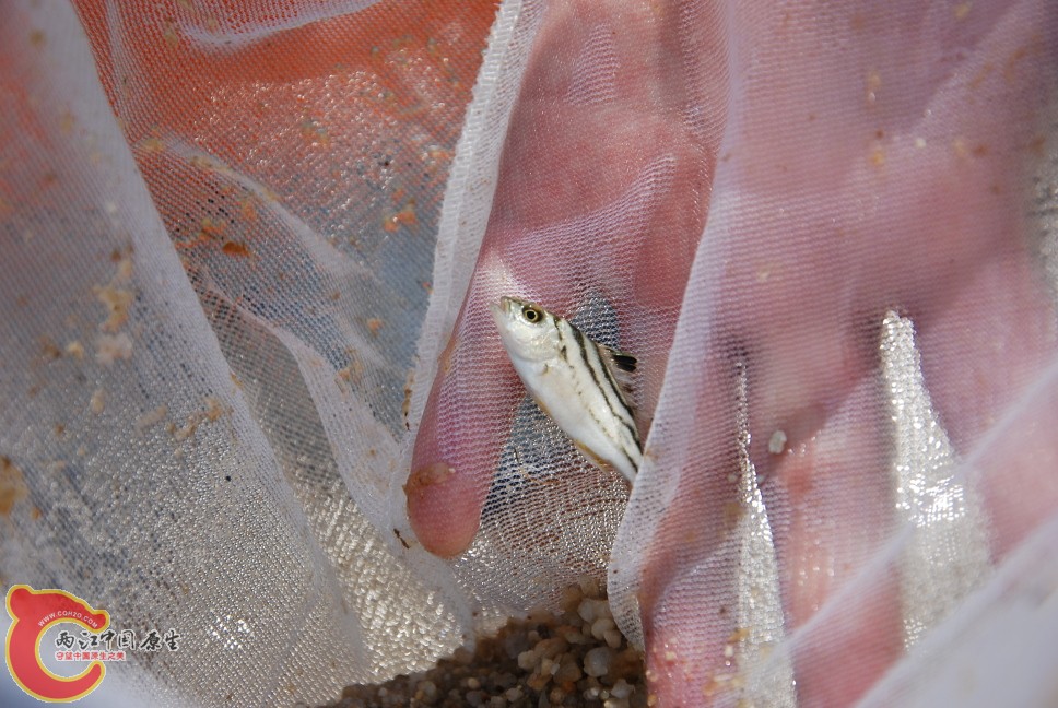 海捕3