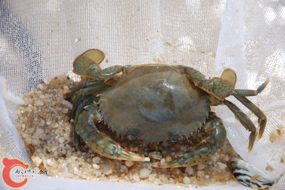 海捕4