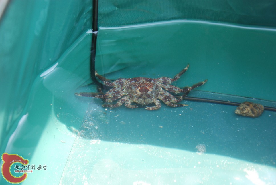 海捕5