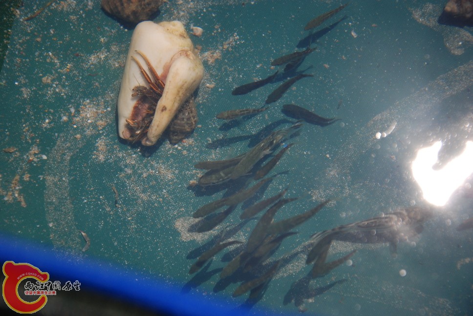 海捕5