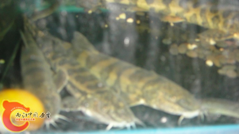 DSC06287_缩小大小.JPG