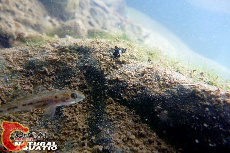 Sineleotris namxamensis