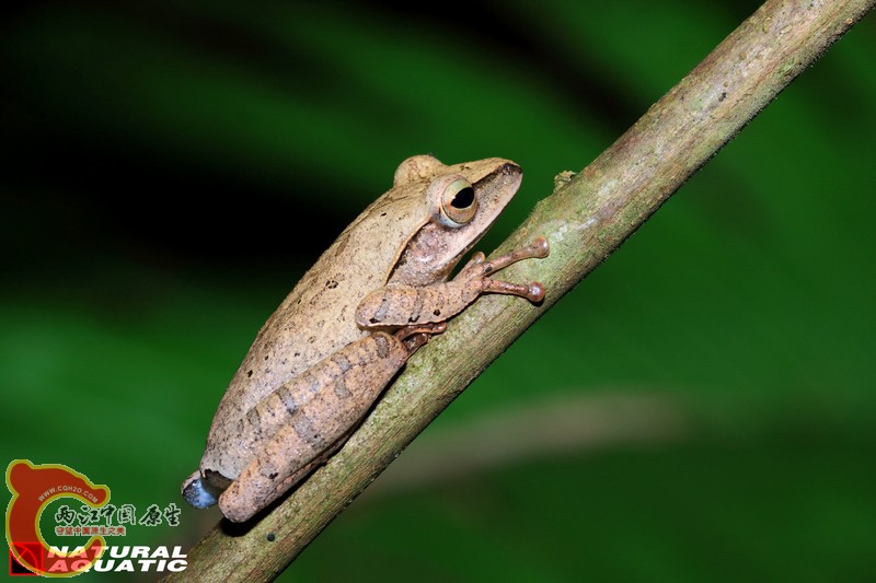斑腿泛树蛙Polypedates leucomystax.jpg