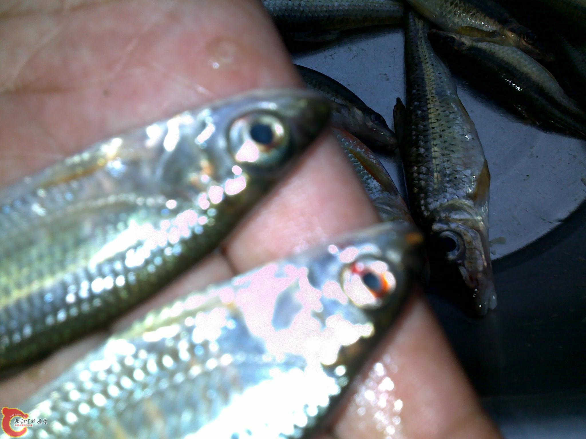 20110811246.jpg