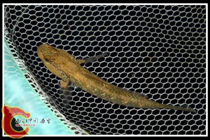 调整大小 DSC03139.JPG