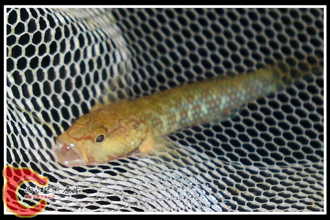 调整大小 DSC03140.JPG