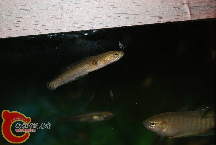 DSC04878.jpg