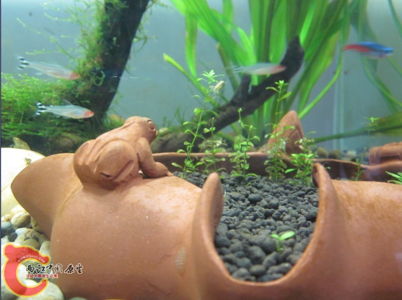 岩上tea水族缸 (1).jpg