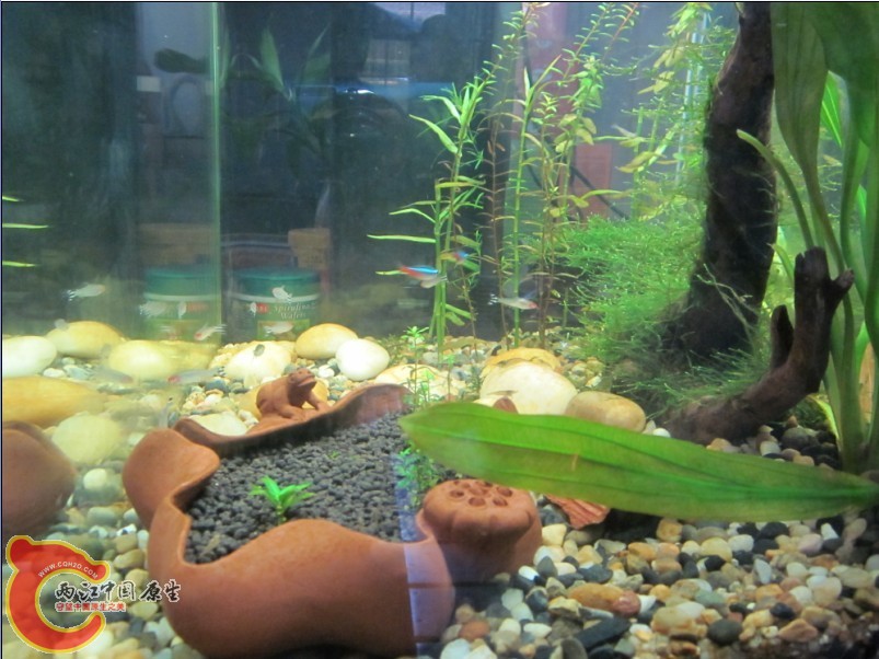 岩上tea水族缸 (3).jpg