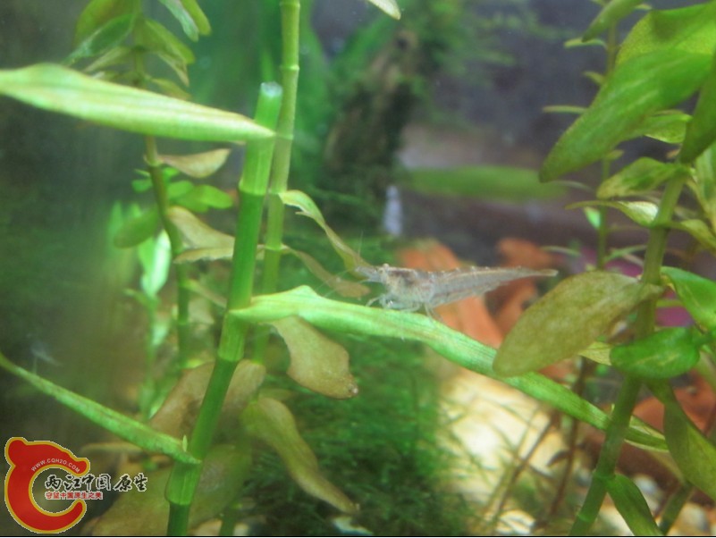 岩上tea水族缸 (4).jpg