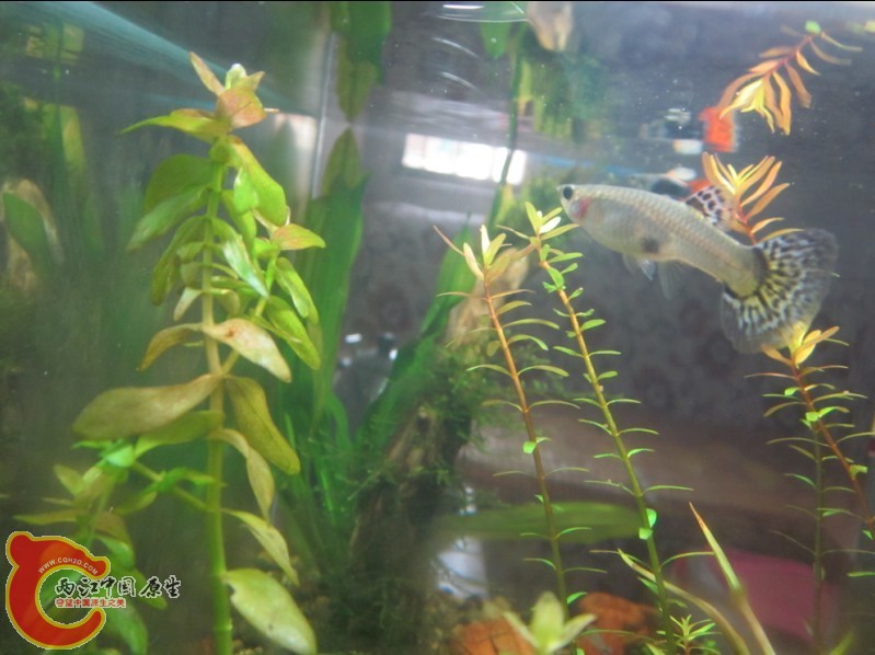 岩上tea水族缸 (5).jpg