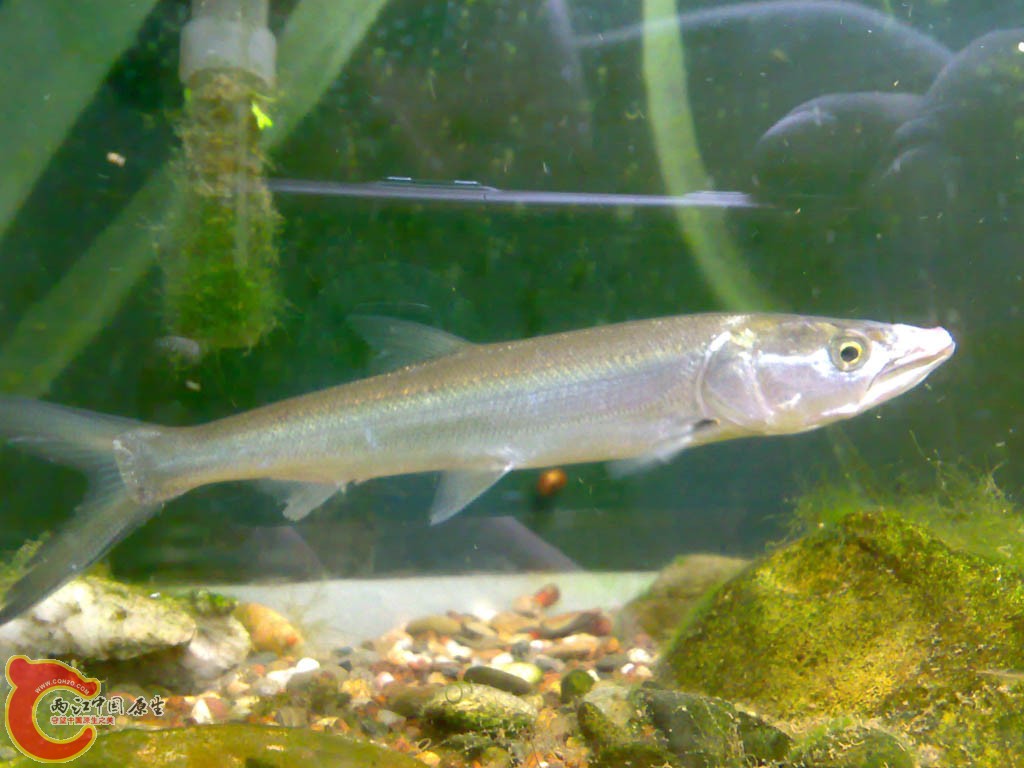 20110817807.jpg