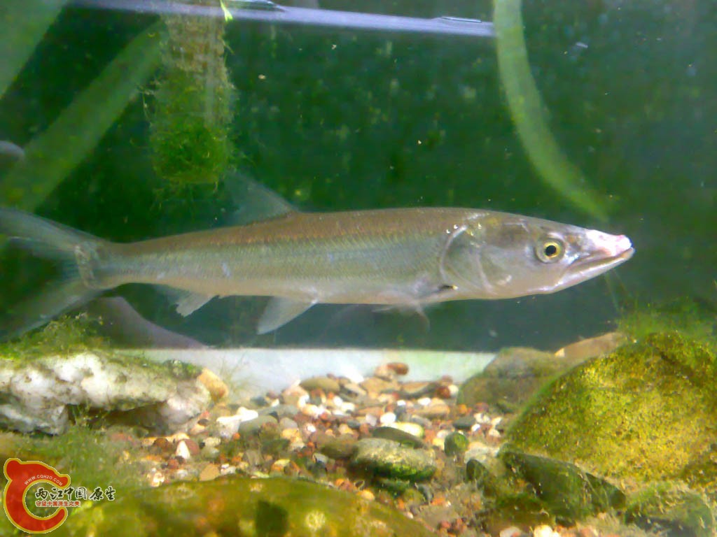 20110817806.jpg