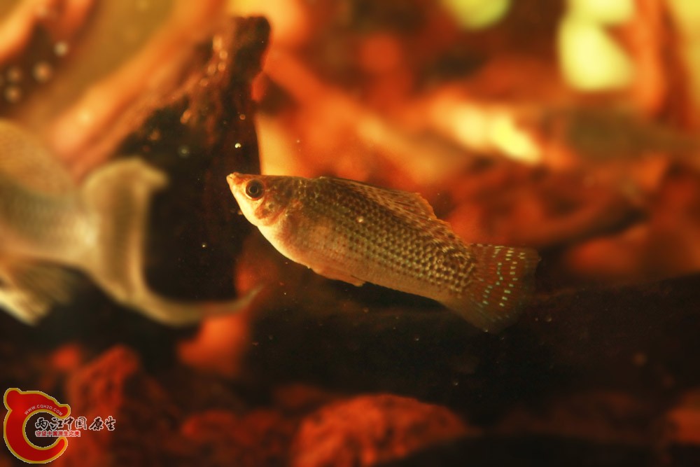 雄大扯旗摩利鱼