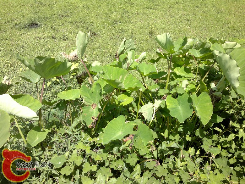 20110814107.jpg