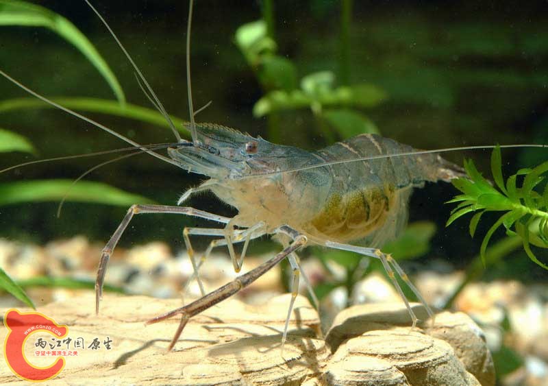 青虾37----.JPG