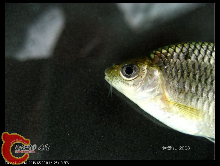 nEO_IMG_IMG_9118.jpg