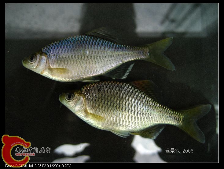 nEO_IMG_IMG_9125.jpg