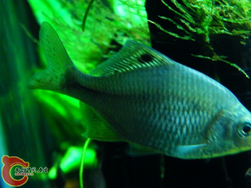新鱊01.jpg