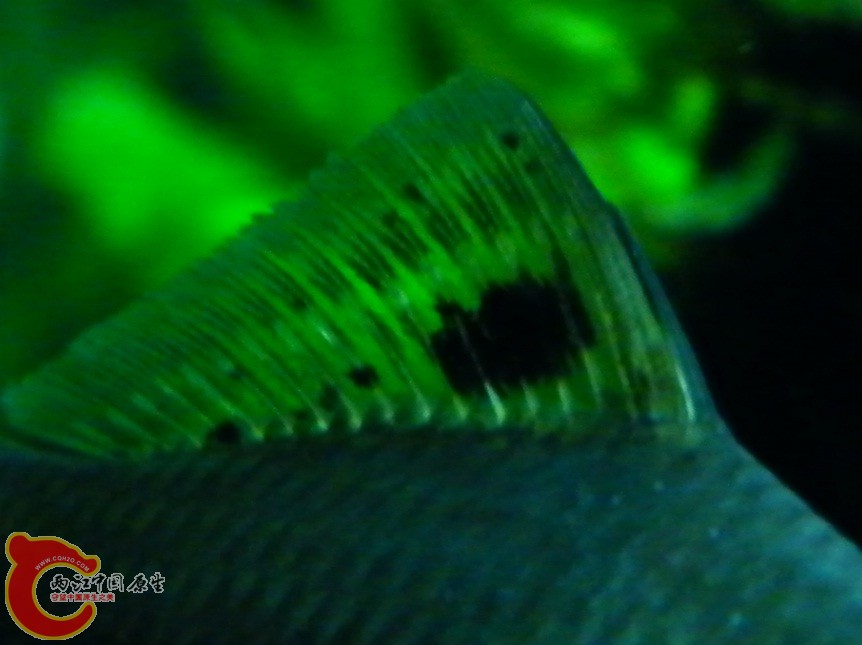 新鱊04.jpg