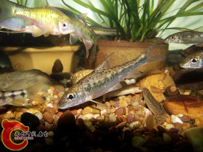 DSCF6424.jpg