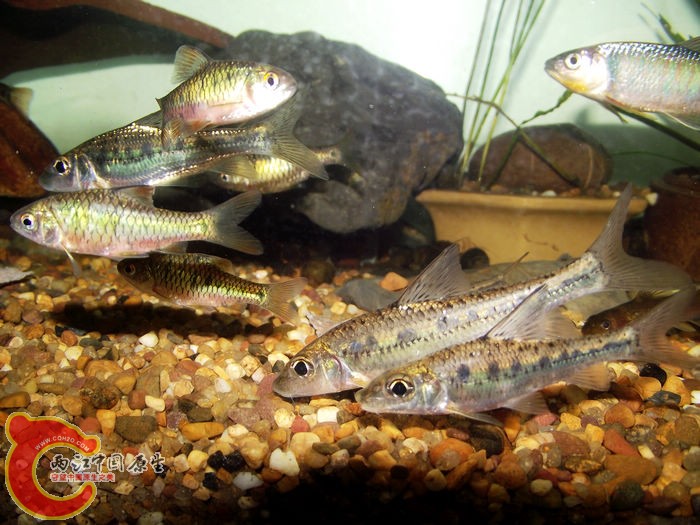 DSCF6487.jpg