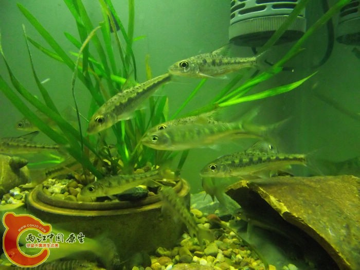 DSCF6541.jpg
