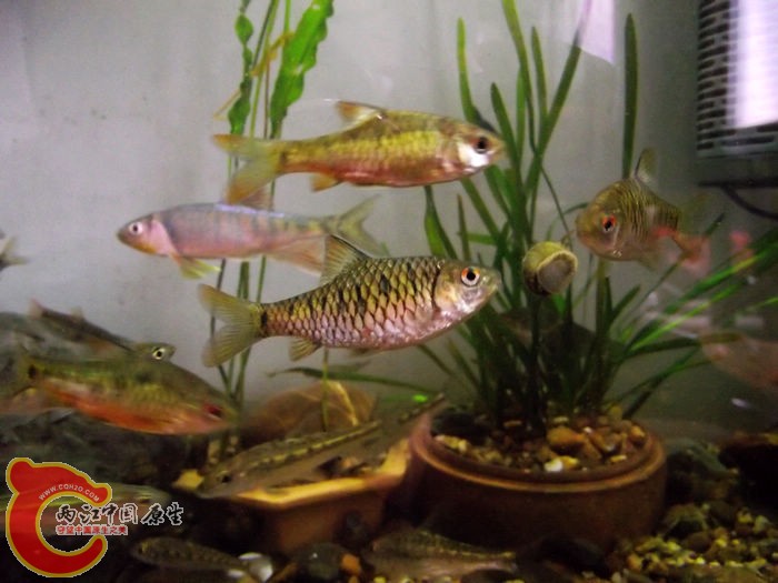 DSCF6562.jpg