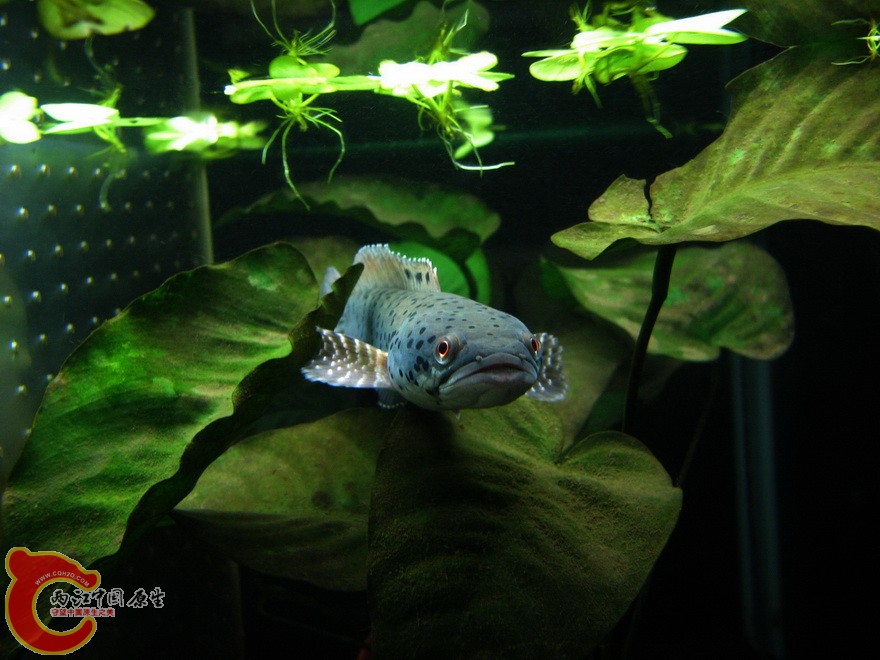 snakehead020.jpg