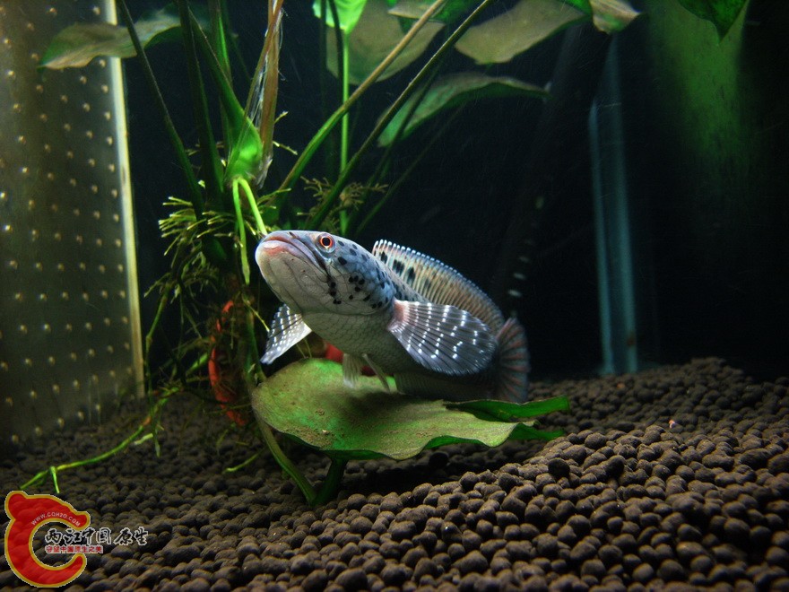 snakehead021.jpg