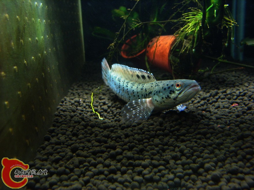 snakehead022.jpg
