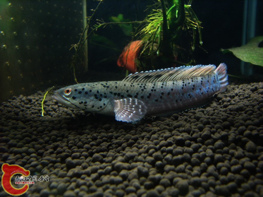 snakehead023.jpg