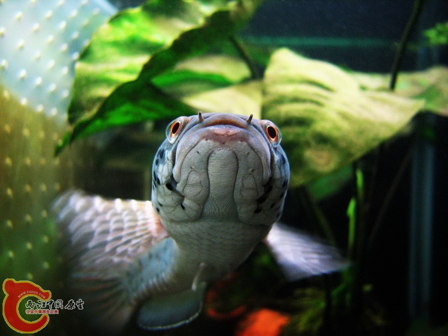 snakehead024.jpg
