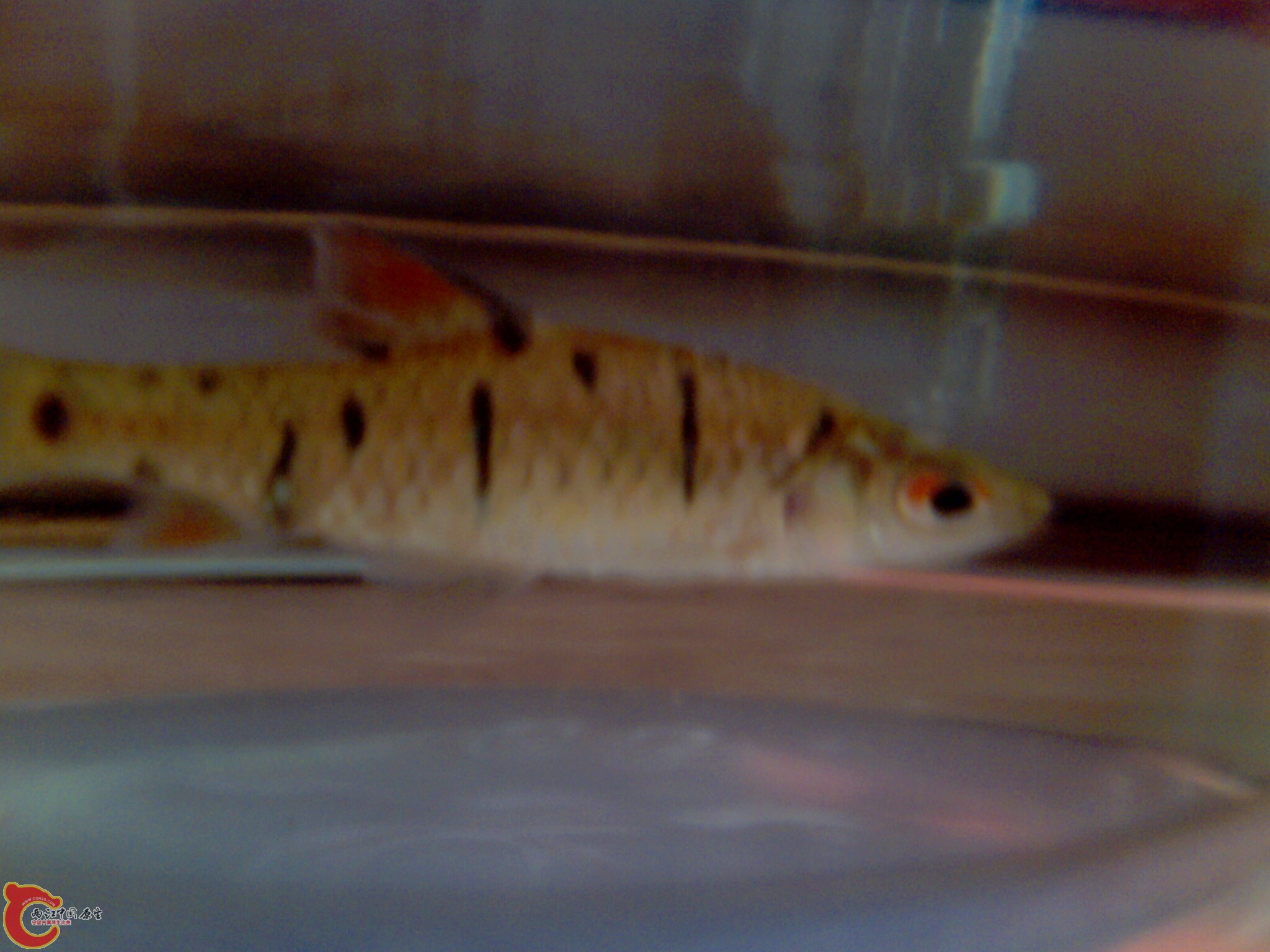 IMG0603A.jpg
