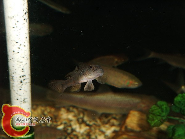 DSCF7571.jpg