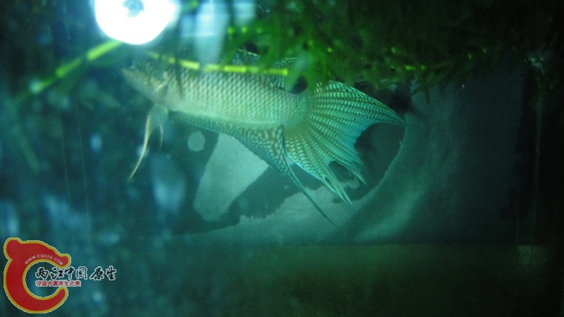 DSC06528_缩小大小.JPG