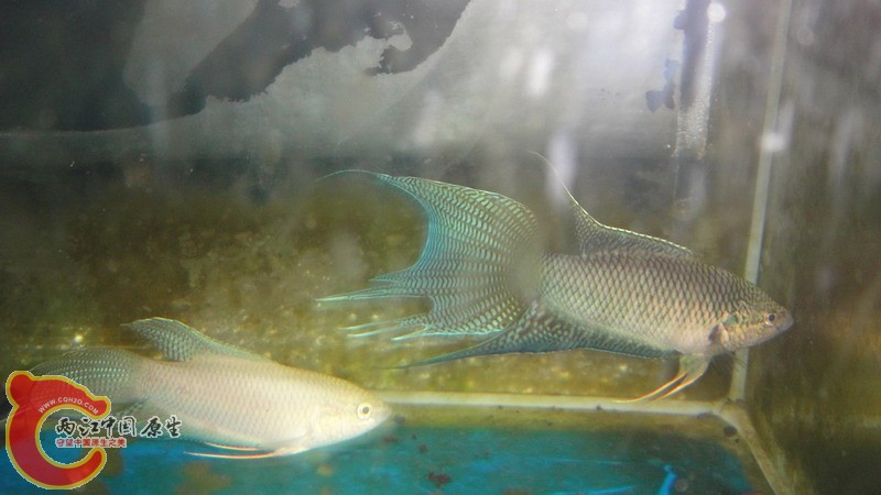 DSC06539_缩小大小.JPG