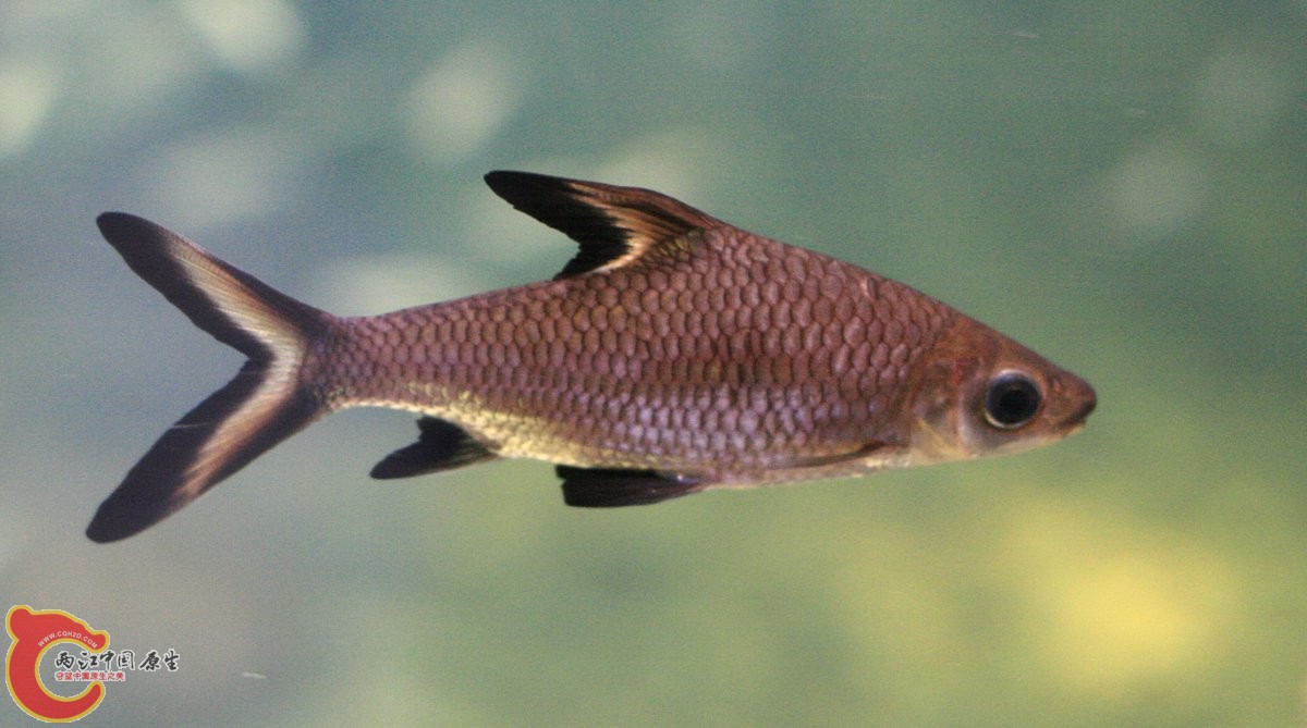 Balantiocheilos_melanopterus.jpg