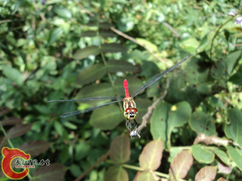DSC01400_副本.jpg