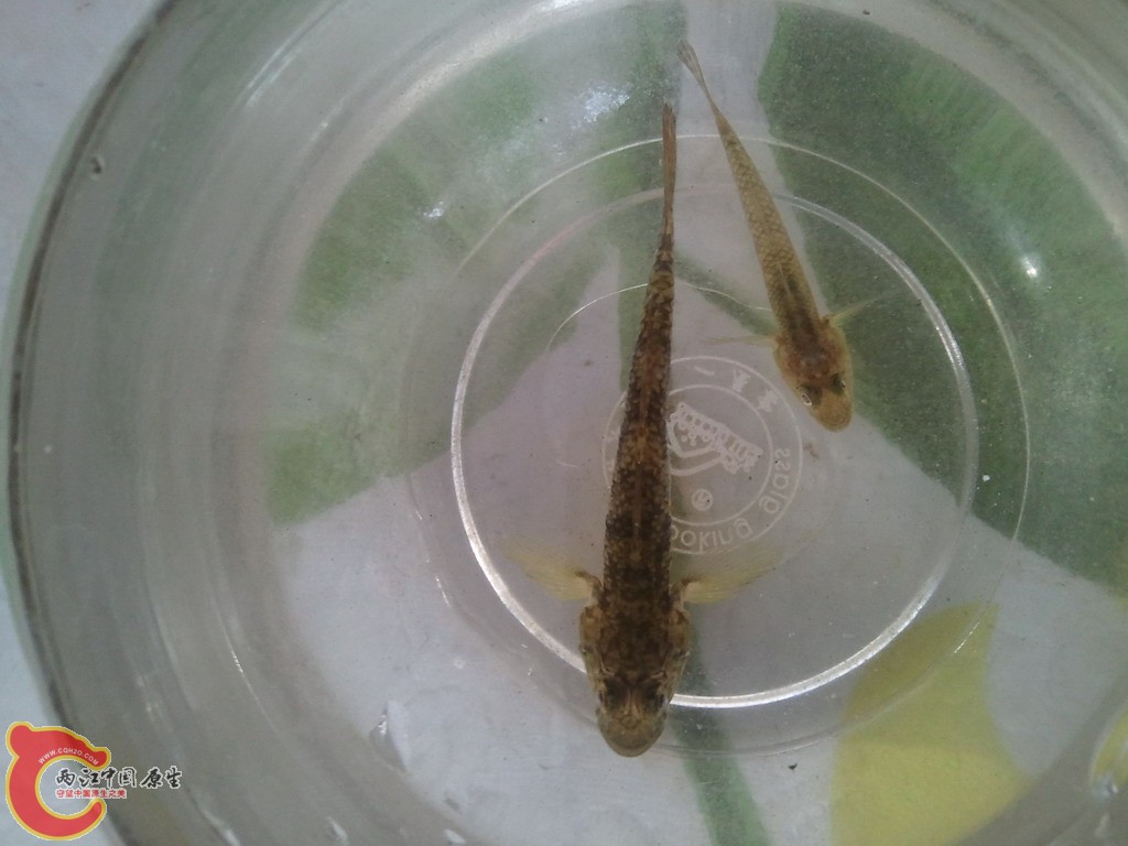 求鉴定的虾虎