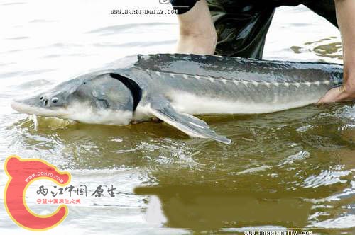 鲟鳇鱼.jpg